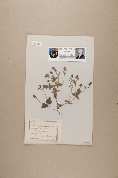 NHM_HH_25.36-2010 image NHM_HH_25.36-2010