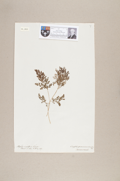 NHM_HH_4.13-2010 image NHM_HH_4.13-2010