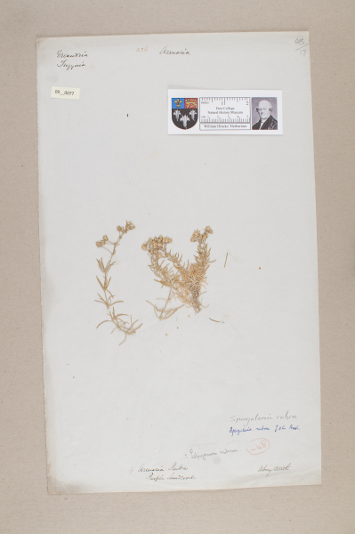 NHM_HH_9.77-2010 image NHM_HH_9.77-2010