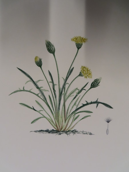 image FDA-E.2916_33_23-2016-A