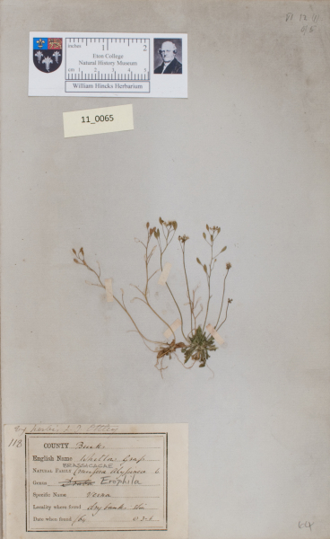 NHM_HH_11.65-2010 image NHM_HH_11.65-2010