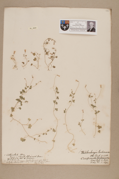 NHM_HH_26.29-2010 image NHM_HH_26.29-2010