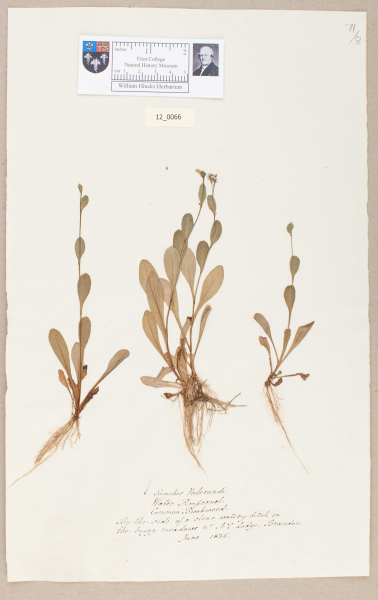 NHM_HH_12.66-2010 image NHM_HH_12.66-2010