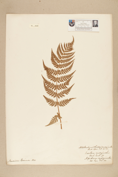 image NHM_HH_41.144-2010