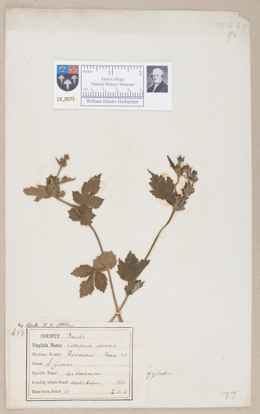 NHM_HH_13.75-2010 image NHM_HH_13.75-2010