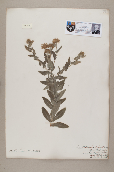 NHM_HH_29.10-2010 image NHM_HH_29.10-2010