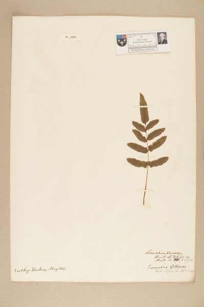 image NHM_HH_41.79-2010