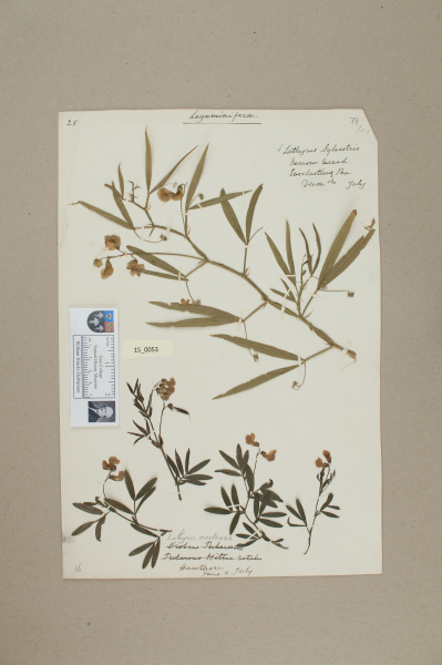 NHM_HH_15.53-2010 image NHM_HH_15.53-2010