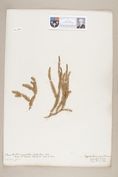 NHM_HH_3.8-2010 image NHM_HH_3.8-2010