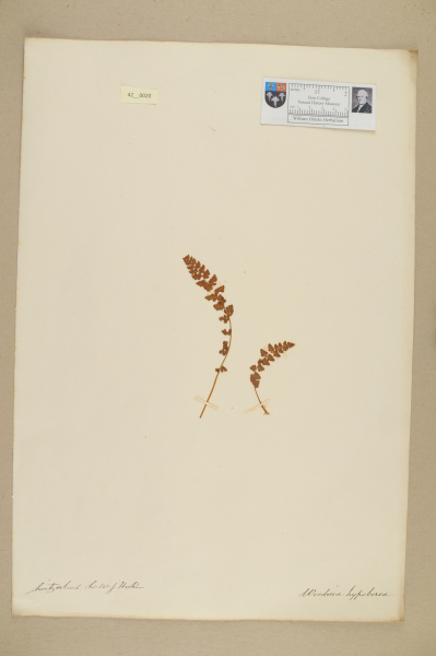 NHM_HH_42.20-2010 image NHM_HH_42.20-2010