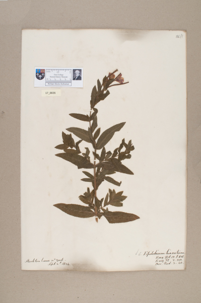 NHM_HH_17.26-2010 image NHM_HH_17.26-2010