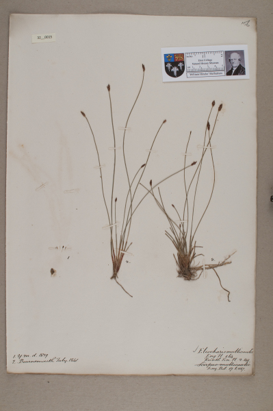 NHM_HH_32.15-2010 image NHM_HH_32.15-2010