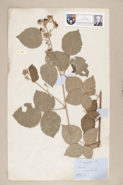 NHM_HH_43.22-2010 image NHM_HH_43.22-2010