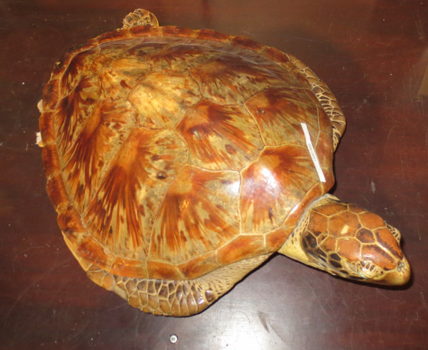 NHM-BA.4-2018 image NHM-BA.4-2018