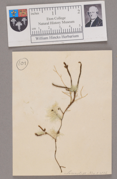 NHM_HH_1.101-2010 image NHM_HH_1.101-2010