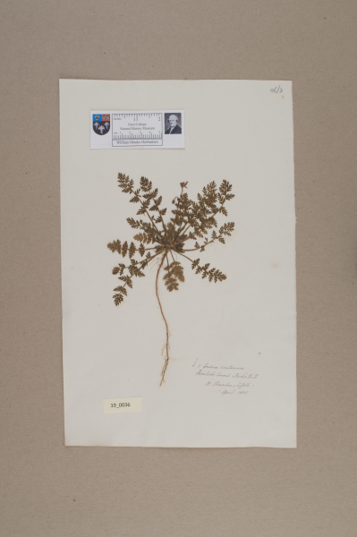 NHM_HH_19.36-2010 image NHM_HH_19.36-2010