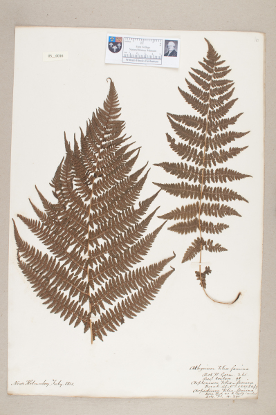 NHM_HH_5.16-2010 image NHM_HH_5.16-2010