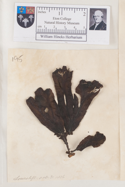 NHM_HH_1.195-2010 image NHM_HH_1.195-2010