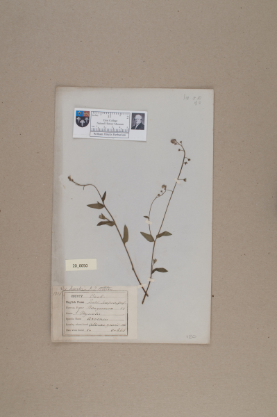 NHM_HH_20.50-2010 image NHM_HH_20.50-2010