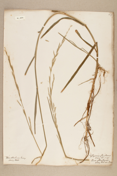 NHM_HH_34.74-2010 image NHM_HH_34.74-2010