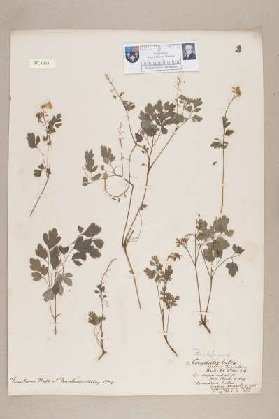 NHM_HH_7.113-2010 image NHM_HH_7.113-2010