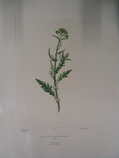 image FDA-E.2916_23_25-2016