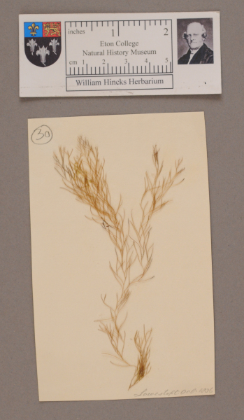 NHM_HH_1.30-2010 image NHM_HH_1.30-2010