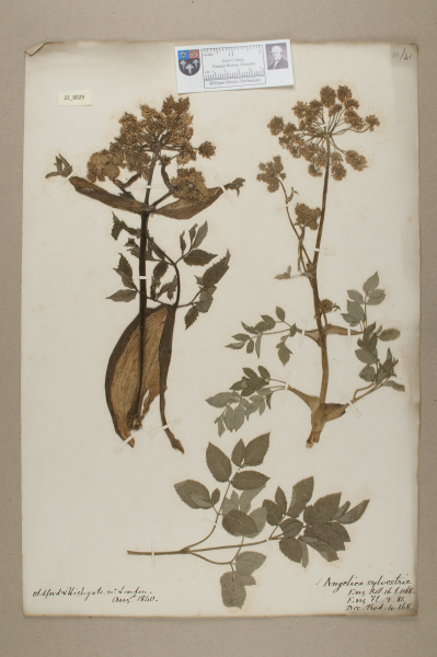 NHM_HH_22.25-2010 image NHM_HH_22.25-2010