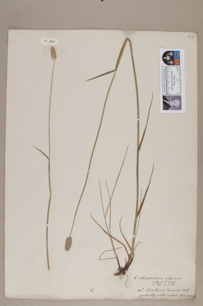 NHM_HH_35.87-2010 image NHM_HH_35.87-2010