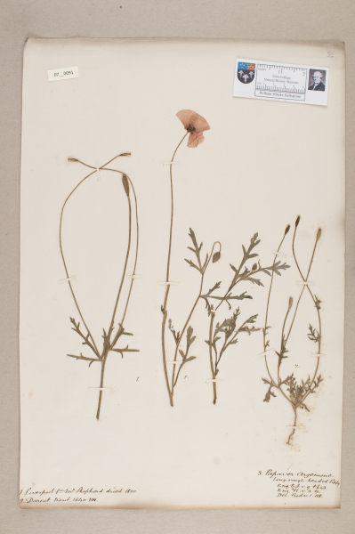 NHM_HH_7.91-2010 image NHM_HH_7.91-2010