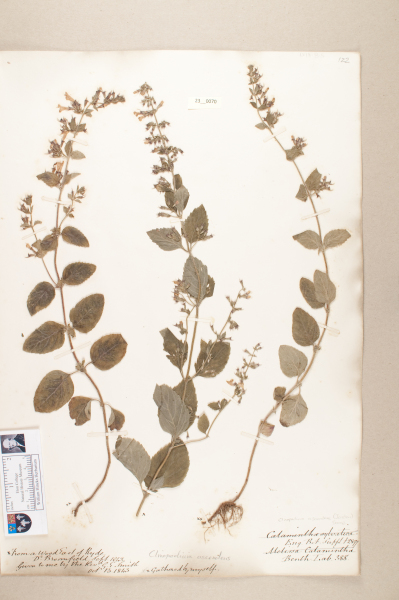 NHM_HH_23.71-2010 image NHM_HH_23.71-2010