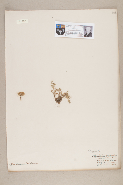 NHM_HH_9.10-2010 image NHM_HH_9.10-2010