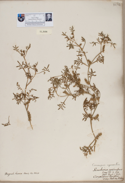 NHM_HH_11.106-2010 image NHM_HH_11.106-2010