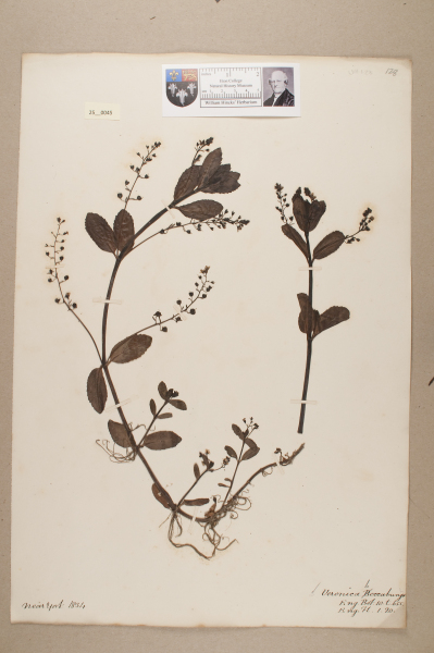 NHM_HH_25.45-2010 image NHM_HH_25.45-2010