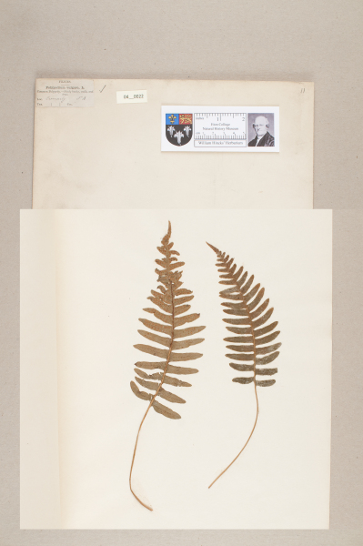 NHM_HH_4.22-2010 image NHM_HH_4.22-2010