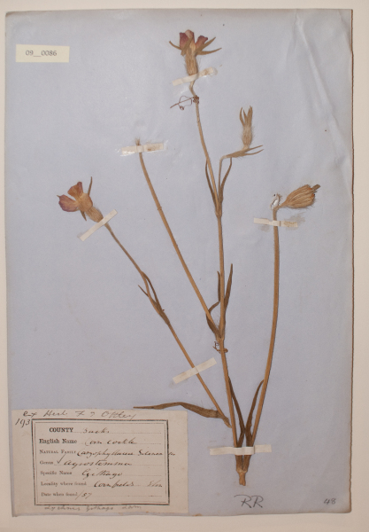 NHM_HH_9.86-2010 image NHM_HH_9.86-2010