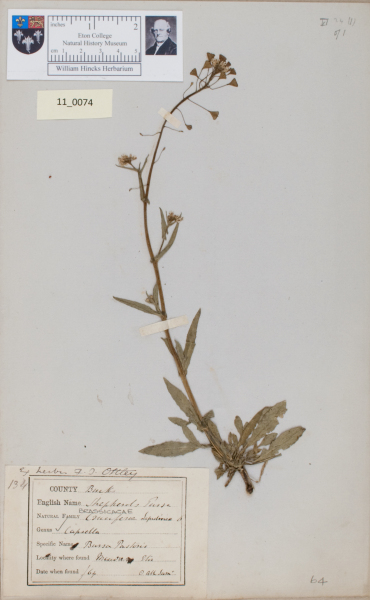 NHM_HH_11.74-2010 image NHM_HH_11.74-2010