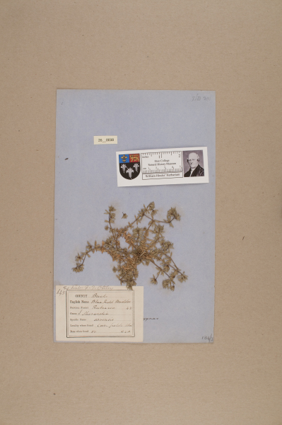 NHM_HH_26.38-2010 image NHM_HH_26.38-2010