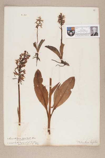 NHM_HH_40.27-2010 image NHM_HH_40.27-2010