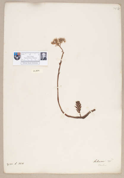 NHM_HH_12.75-2010 image NHM_HH_12.75-2010