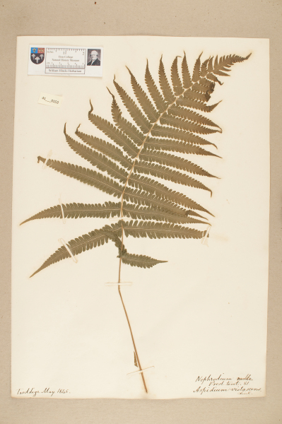 image NHM_HH_41.153-2010