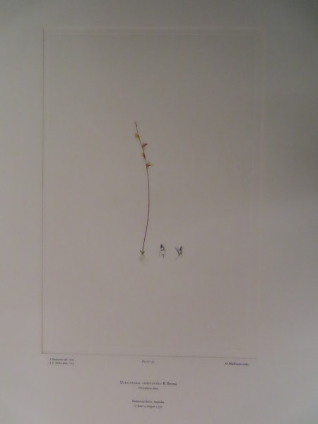 image FDA-E.2916_11_15-2016