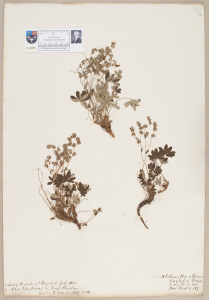 image NHM_HH_13.84-2010