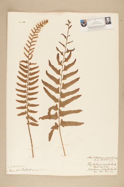 NHM_HH_41.88-2010 image NHM_HH_41.88-2010