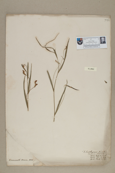 NHM_HH_15.62-2010 image NHM_HH_15.62-2010