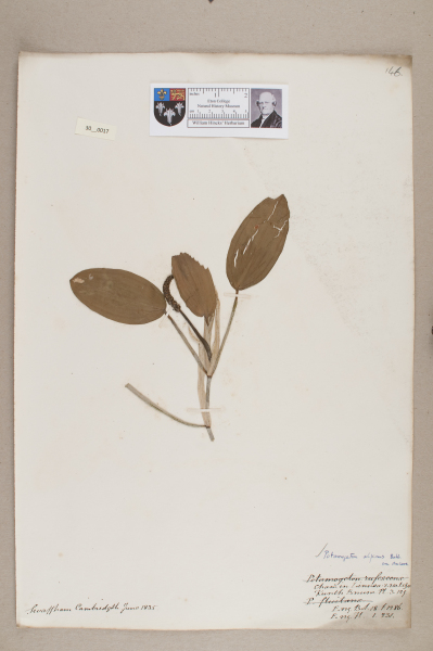 NHM_HH_30.17-2010 image NHM_HH_30.17-2010