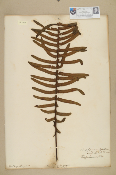 NHM_HH_42.3-2010 image NHM_HH_42.3-2010