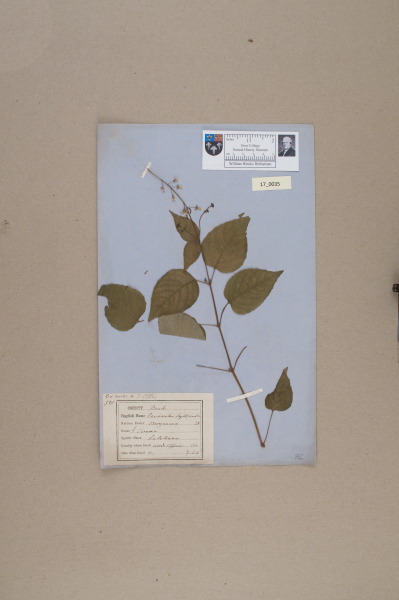 NHM_HH_17.35-2010 image NHM_HH_17.35-2010