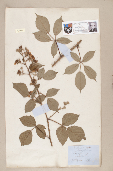 NHM_HH_43.31-2010 image NHM_HH_43.31-2010