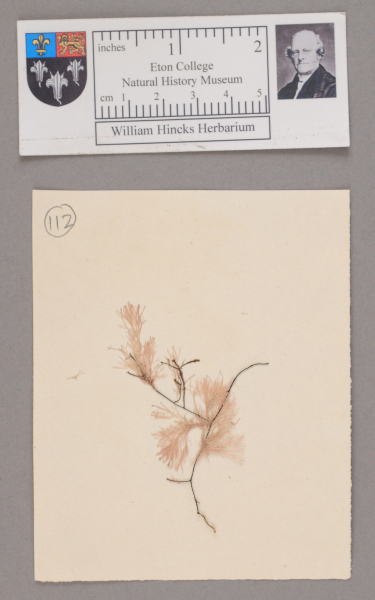 NHM_HH_1.112-2010 image NHM_HH_1.112-2010